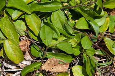 گل ساعتی ساقه‌چوب‌پنبه‌ای