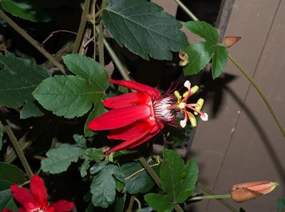 Passiflora vitifolia