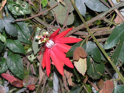 Passiflora vitifolia