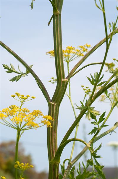 Pastinaca sativa