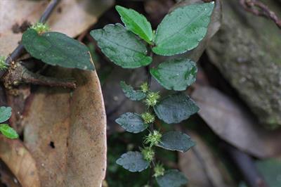 Pellionia