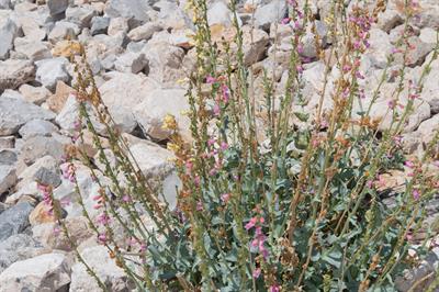 Penstemon pseudospec