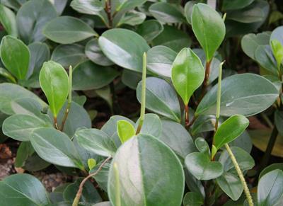 Peperomia magnoliaef