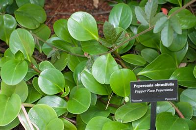Peperomia obtusifoli