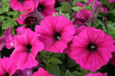 Petunia