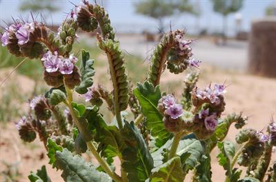 Phacelia crenulata