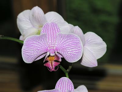 Phalaenopsis