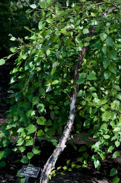 Philadelphus cv. Min