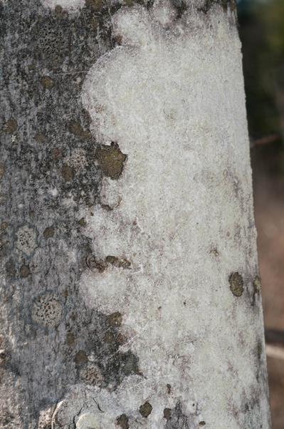 Phlyctis argena (Spreng.) Flotow