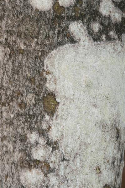 Phlyctis argena - لیشِن خاکستری