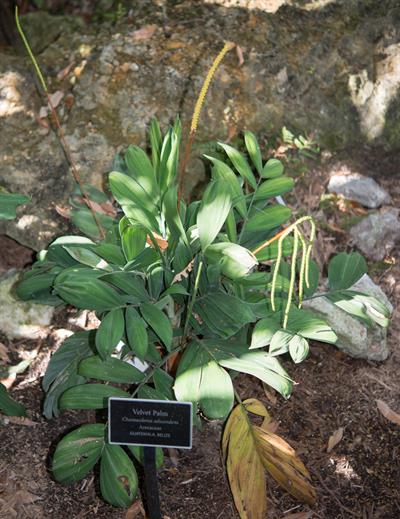 نخل پایه‌دار سیشلی