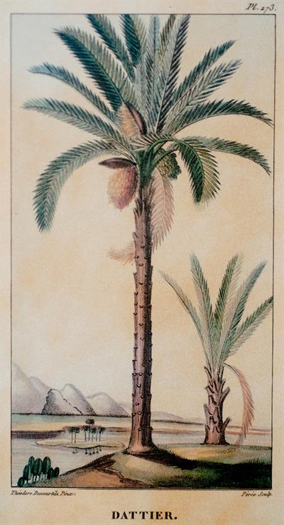 Phoenix dactylifera
