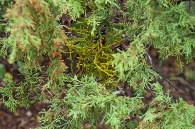 Phoradendron juniper - میستل‌تو (داروینده) سرو