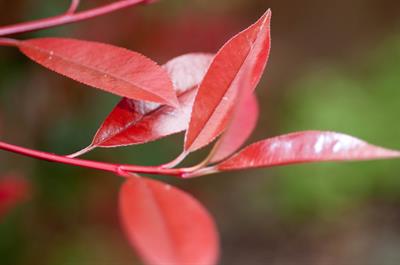 Red Tip Photinia