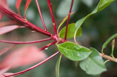 Photinia ×fraseri - فتینیا قرمزبرگ