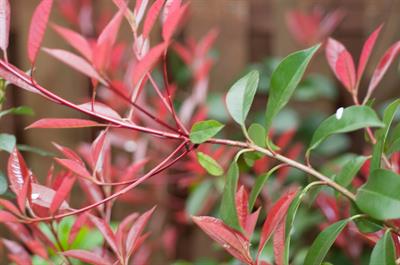 Photinia ×fraseri - فتینیا قرمزبرگ