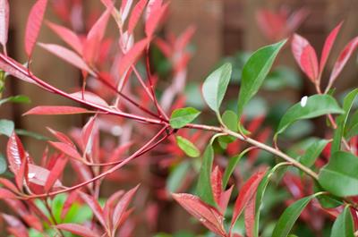 Red Tip Photinia