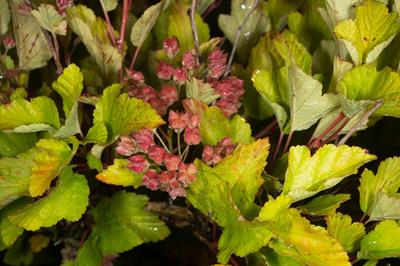 Physocarpus opulifol