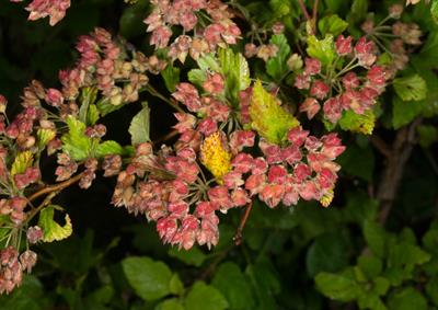 Physocarpus opulifol