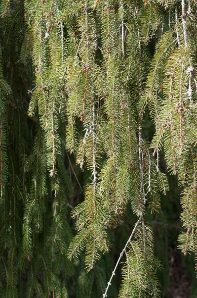 Picea abies - صنوبر نروژي