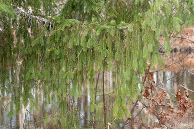 Norway Spruce