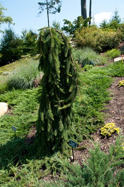 Weeping Norway Spruce