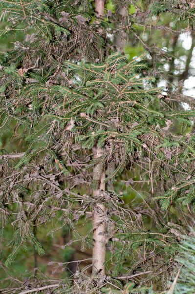 Picea glauca - صنوبر سفید (اسپروس سفید)
