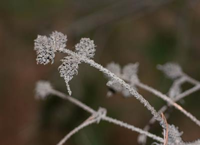 Picea glauca - صنوبر سفید (اسپروس سفید)