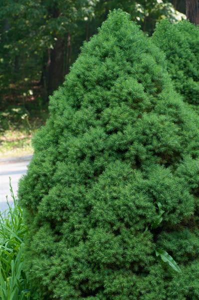 Picea glauca - صنوبر سفید (اسپروس سفید)