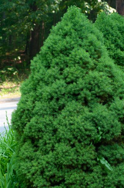 Dwarf Alberta spruce
