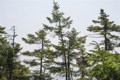 Picea mariana