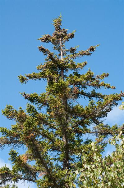 black spruce، بومی کانادا
