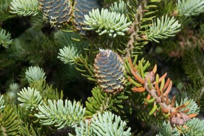 Black Spruce