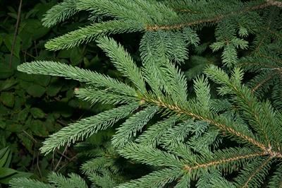 Picea pungens