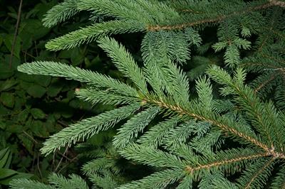 Picea pungens - نوئل نقره ای