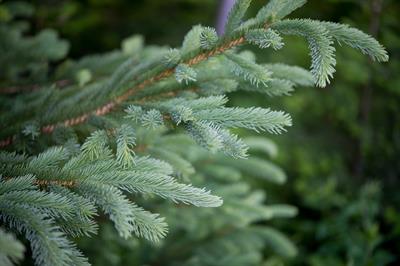Picea pungens