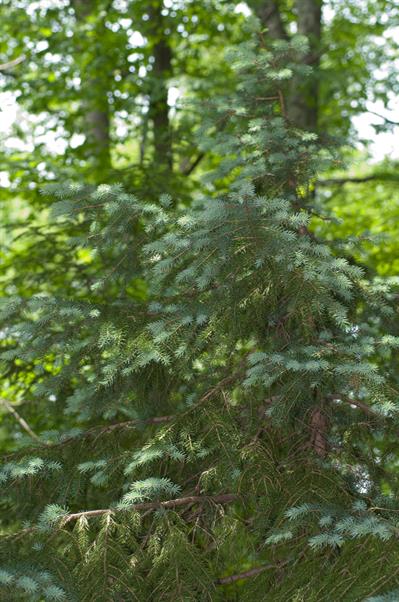 Picea pungens