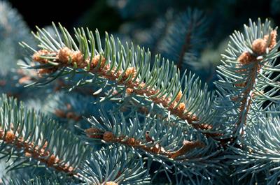 Picea pungens
