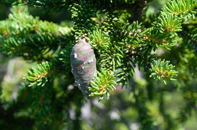 Picea rubens