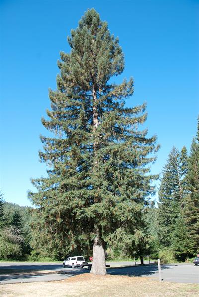 نوئل سیتکایی، Sitka Spruce، از خانواده کاج نوئل