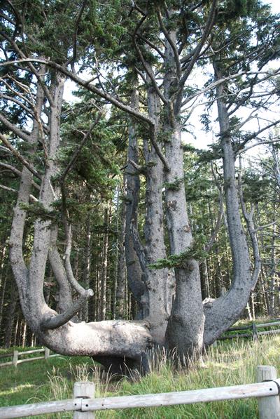 Picea sitchensis