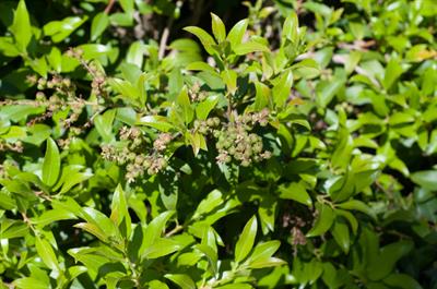 درختچه پهن برگ همیشه سبز، Mountain Pieris