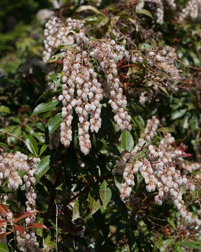 آندرومدا، Japanese pieris، بومی چین