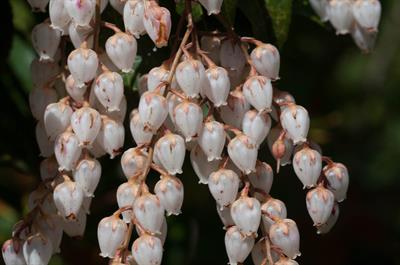Pieris japonica