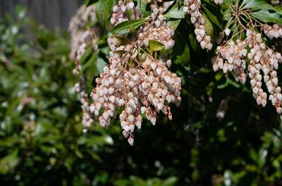 پیِریس ژاپنی (آندرومدا ژاپنی)