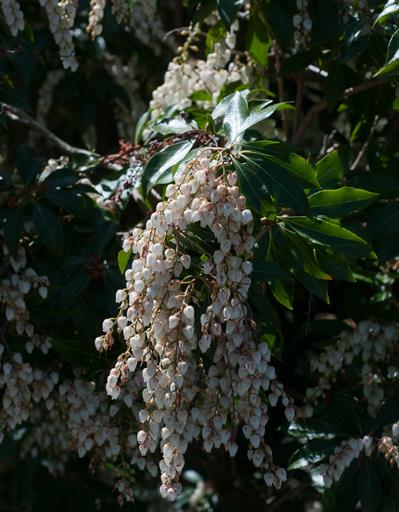 Pieris japonica ‘Dor