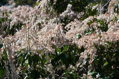 Pieris japonica