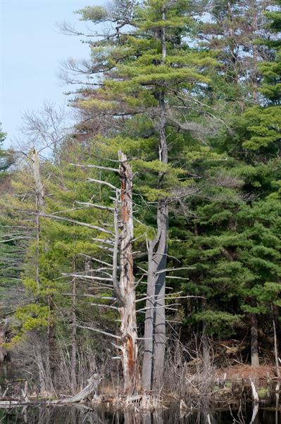  Pinus
