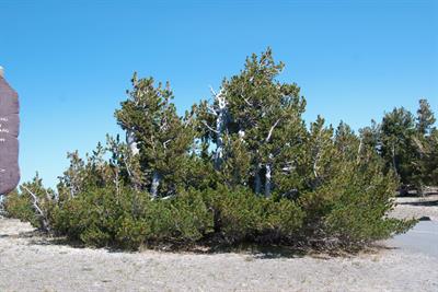 Pinus albicaulis Engelm