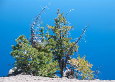 Whitebark Pine